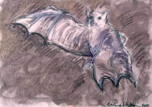 “Illustrazione per ‘Lotto del pipistrello”
