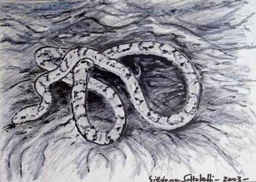 “Illustrazione per ‘Lotto dell’oroscopo cinese: il Serpente” 