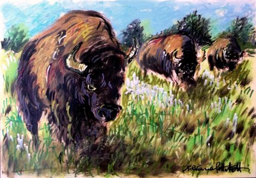 “Bisonti nel Wyoming”